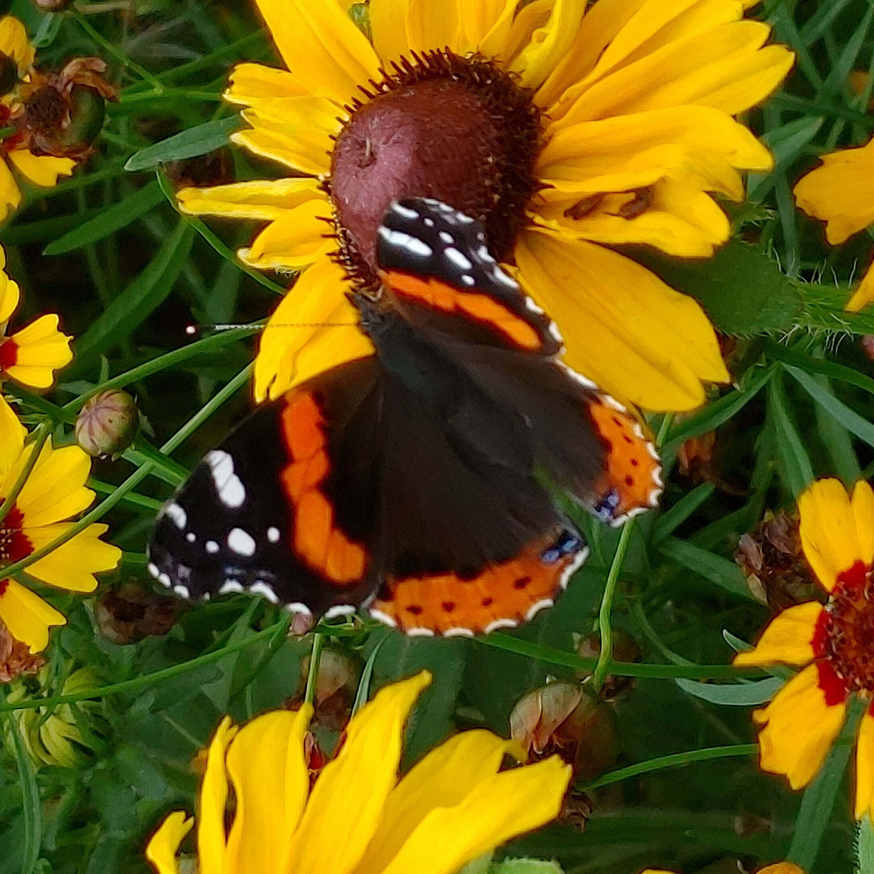 Red Admiral Butterfly